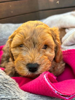Golden-brown spoodle puppy with wavy fur lying on pink blanket