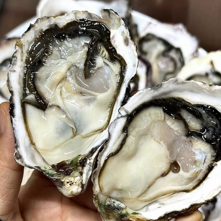 Two raw oysters on the half shell held in hand, showing pale meat and dark-edged shells