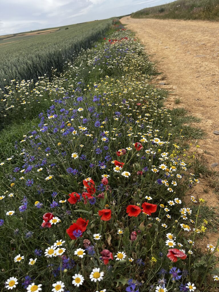 Dirt path with colorful wildflower border leading through rolling countryside