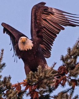 Bald eagle with outstretched wings landing on top of an evergreen tree branch