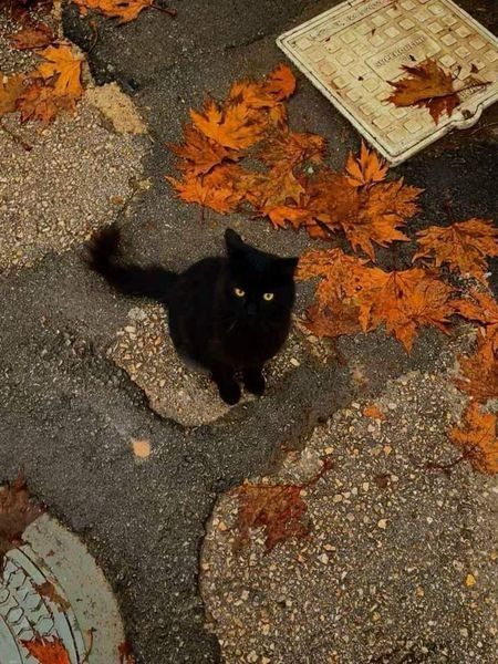 Black Cat in Fall
