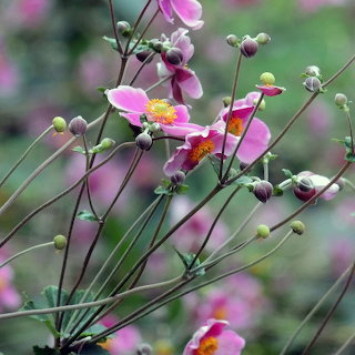 Anemone Flowers