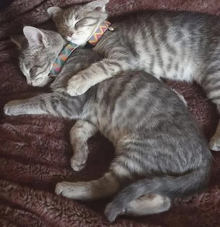 Gray tabby cat curled up sleeping on soft brown blanket wearing a collar