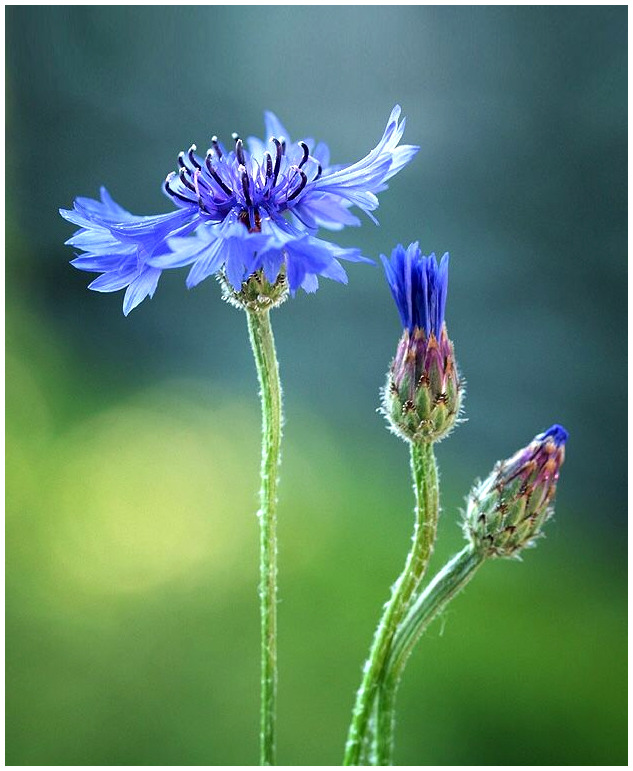 Blue cornflower flower with two buds on green stems against a blurred green background