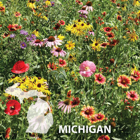Colorful wildflower meadow with yellow, pink, red, and purple blooms among green foliage
