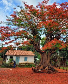 Ranch House with Red Tree