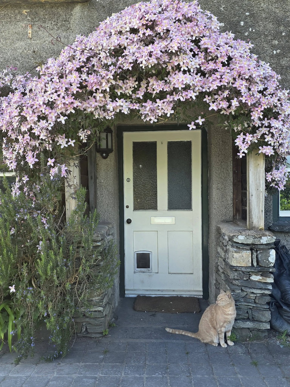 Orange cat sitting by a white front door under pink flowering vines