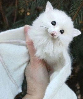 Small fluffy white kitten with black eyes held in a hand wrapped in white cloth outdoors