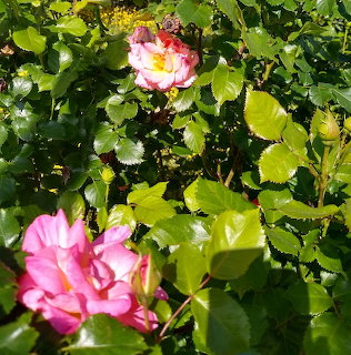 Pink roses among shiny green leaves in a sunny garden