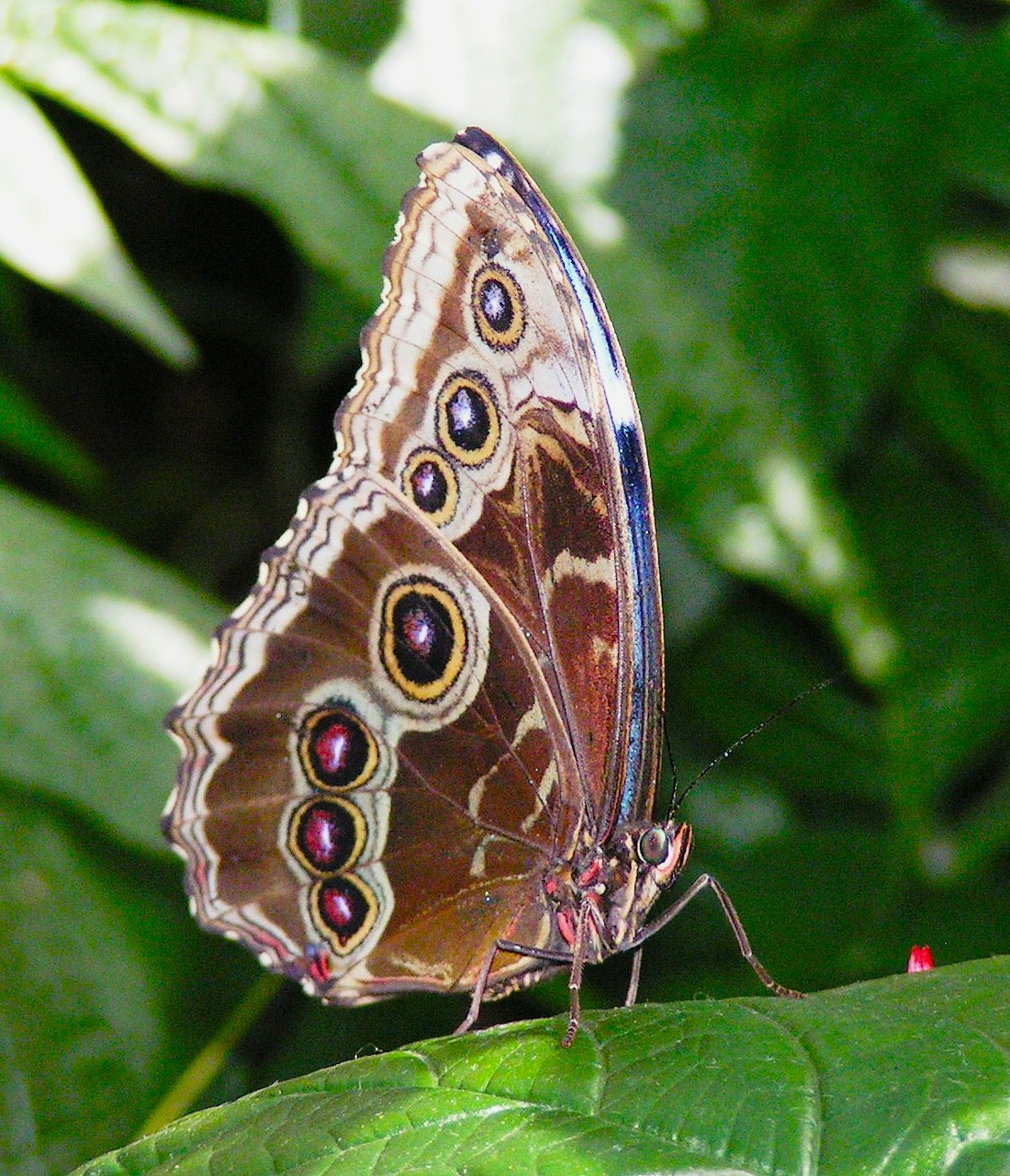 Blue morpho butterfly with closed wings showing brown eyespot pattern resting on a green leaf