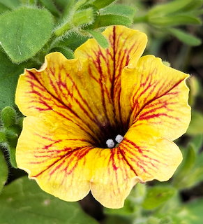 Close-up of a yellow petunia flower with red striped veins and green leaves in background