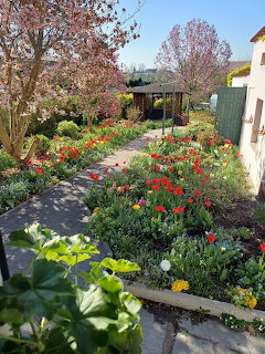 Garden path with red tulips, blooming trees, and a pergola on a sunny spring day