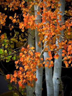 White aspen trunks with bright orange autumn leaves
