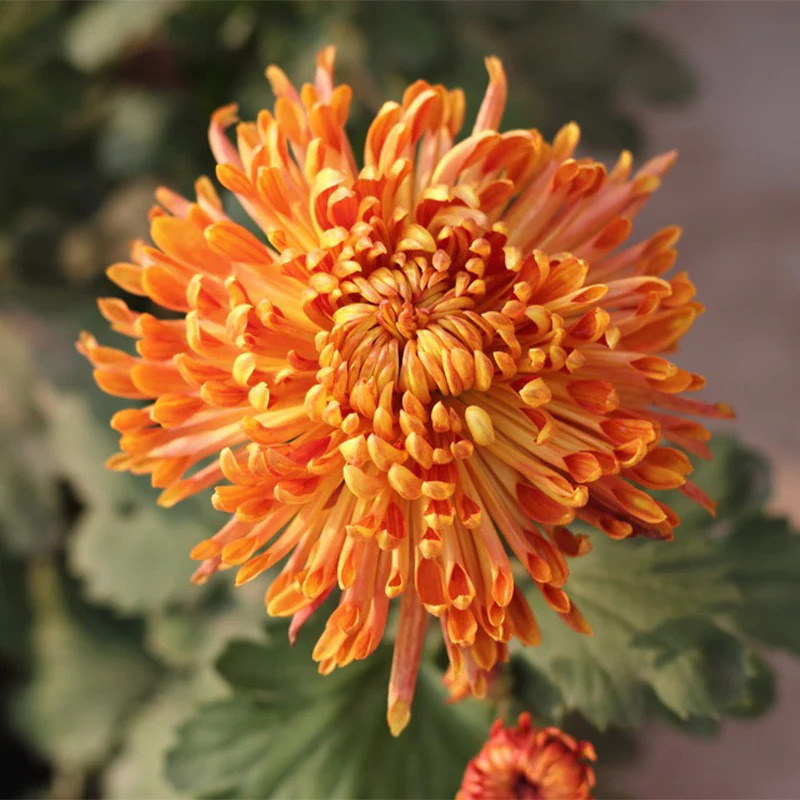 Bright orange chrysanthemum flower with curved petals in close-up against soft green background