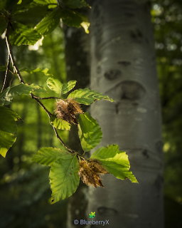 Beech Leaves and Trunk