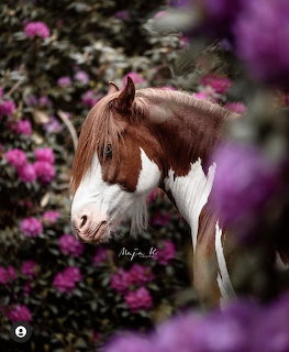 Pinto horse with brown and white patched coat outdoors
