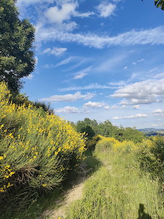 Yellow Broom Hillside Path