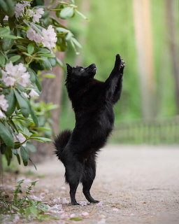 Black Schipperke dog standing on hind legs reaching toward pink flowering bush outdoors