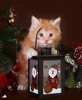 Kitten with Christmas Lantern