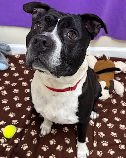 Black and white dog with a red collar sitting on a brown paw print blanket indoors.