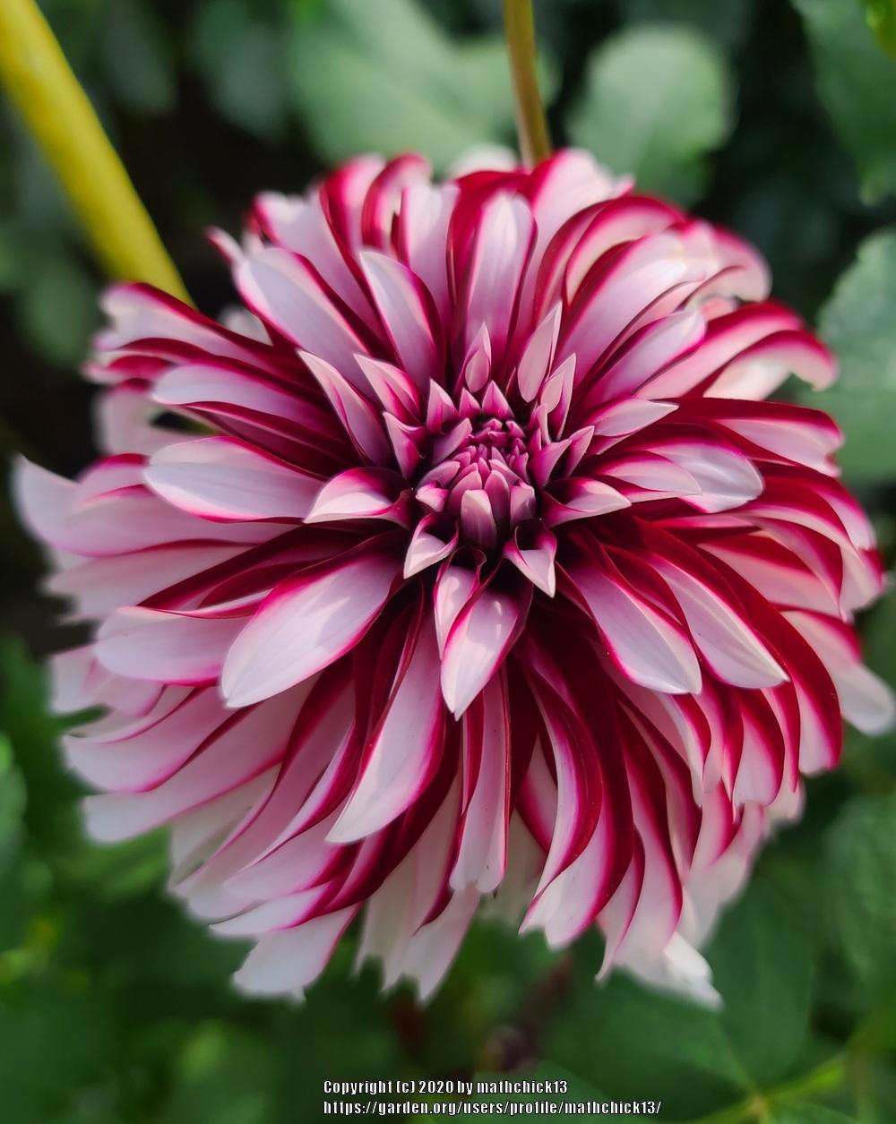 Close-up of a red and white variegated dahlia flower with pointed petals against green foliage