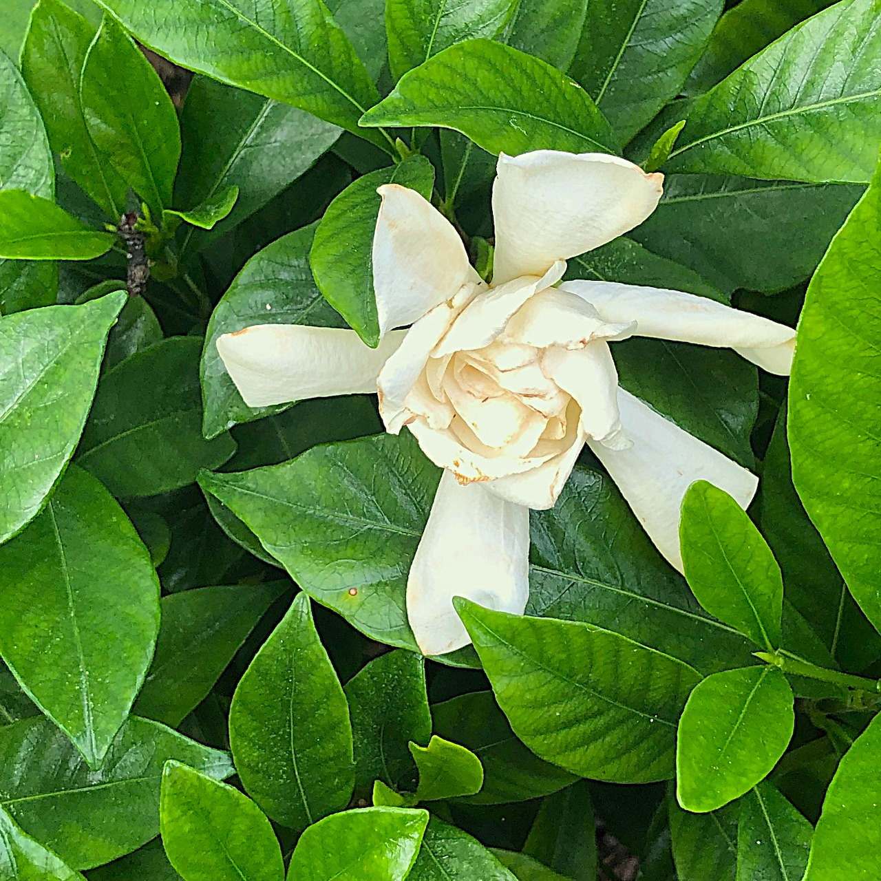 White gardenia flower with cream petals nestled among vibrant green leaves