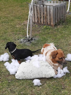 Black and brown dogs resting on grass next to torn pillow with white stuffing scattered around