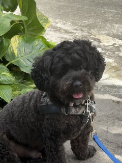 Black Poodle Dog