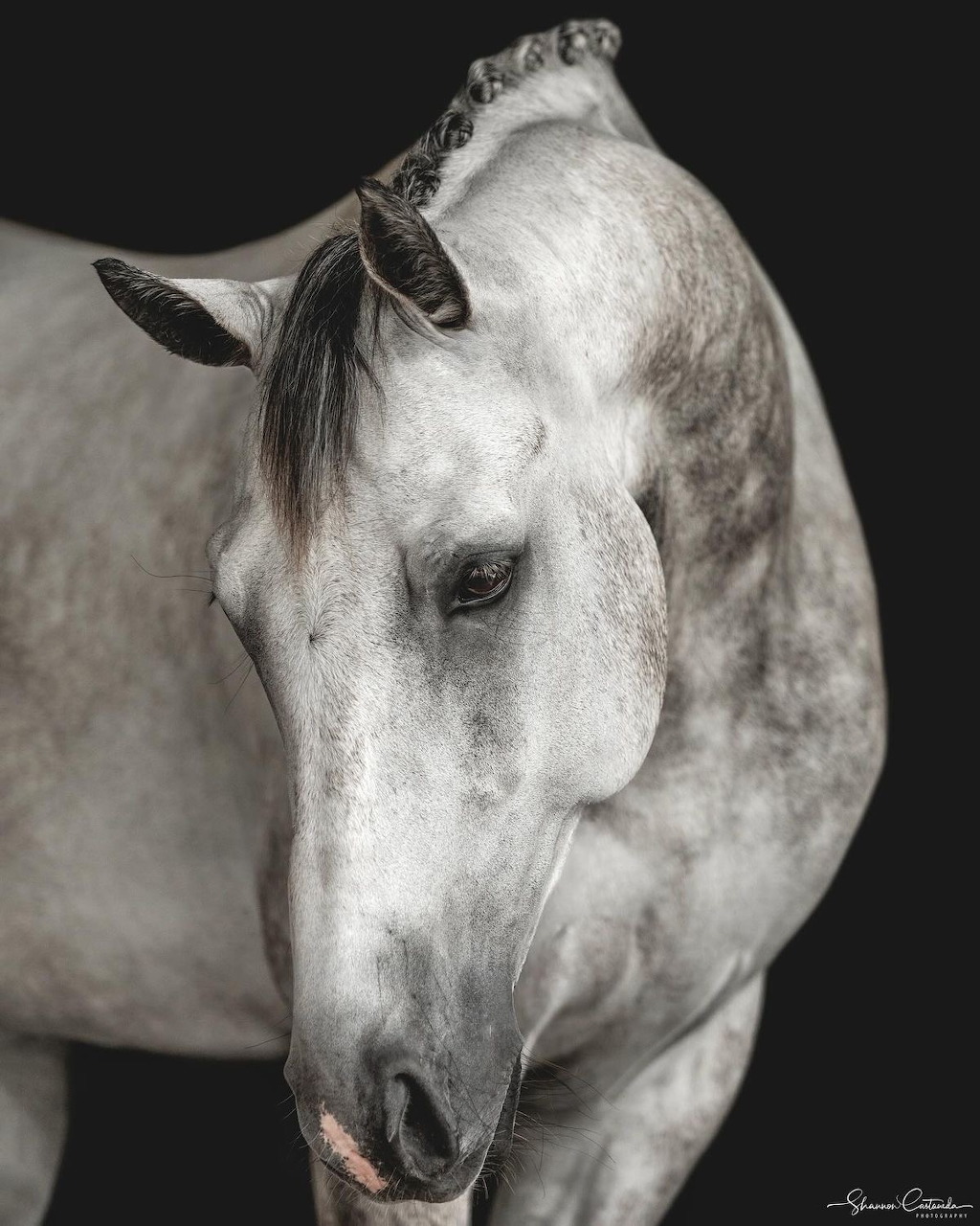 Grey Horse Portrait