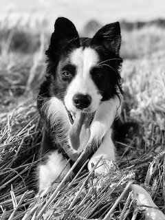 Border Collie dog with black and white fur lying in a stubble field, tongue out