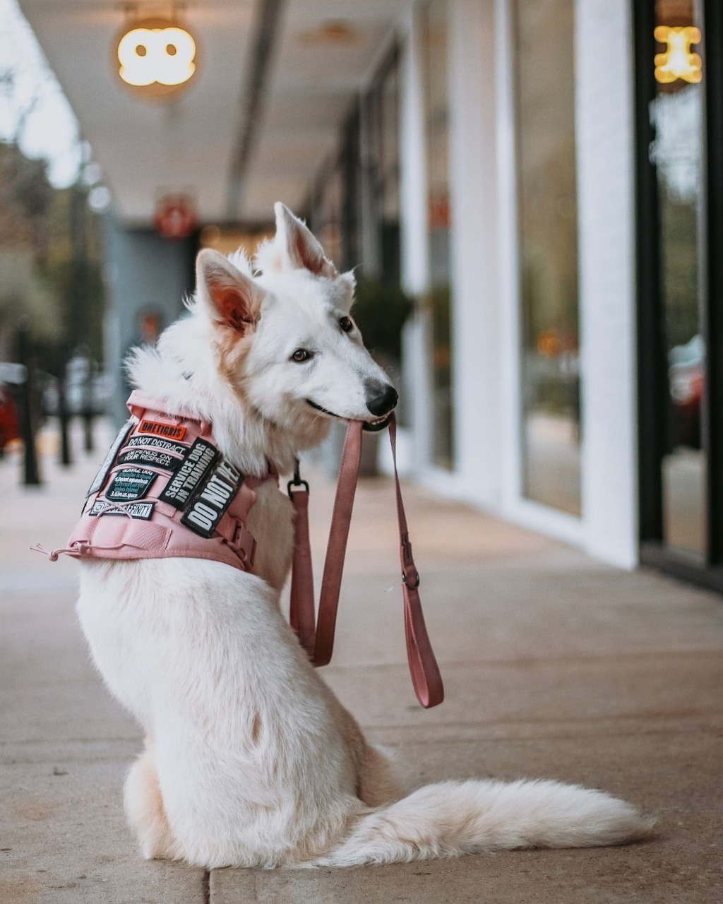 White Swiss Shepherd service dog portrait with alert ears