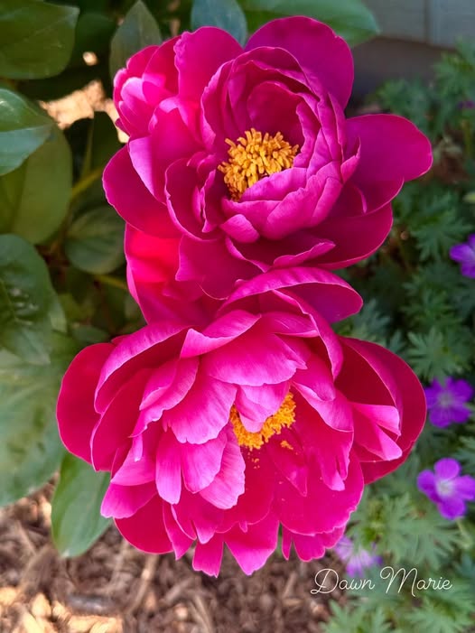Two large deep pink peony flowers with yellow centers blooming in a garden