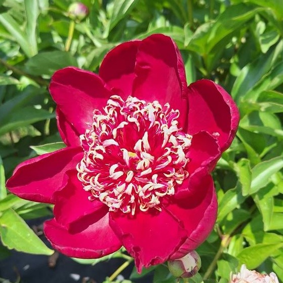 Close-up of a magenta peony flower with white and pink stamens against green leaves