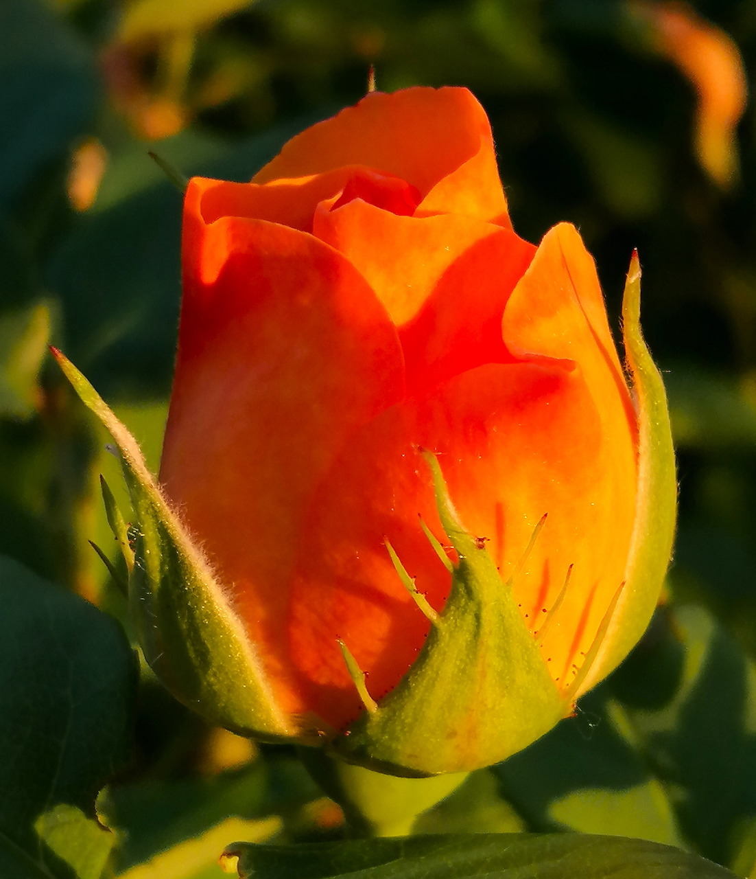 Close-up of an orange rosebud in warm sunlight with green leaves