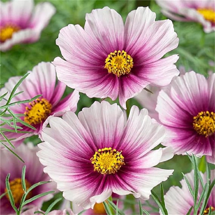 Pink Cosmos Flowers