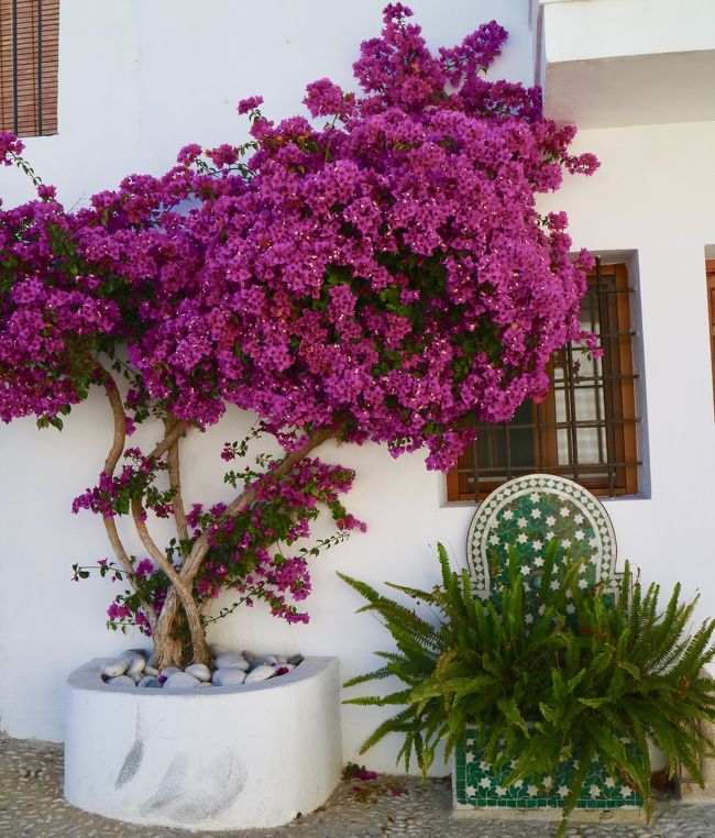 Large purple bougainvillea tree against a white wall with wooden window and decorative mosaic tiles