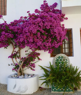 Bougainvillea in Altea Spain
