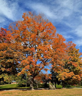 Autumn Tree Blue Sky