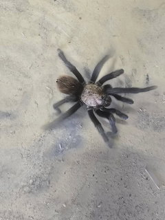 Arizona Blonde Tarantula spider viewed from above on concrete ground