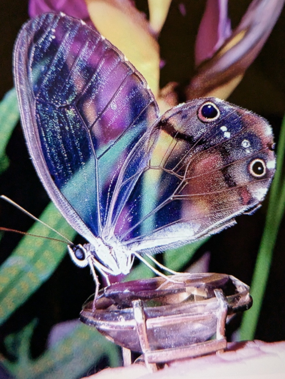 Colorful butterfly perched on a plant with detailed wing patterns