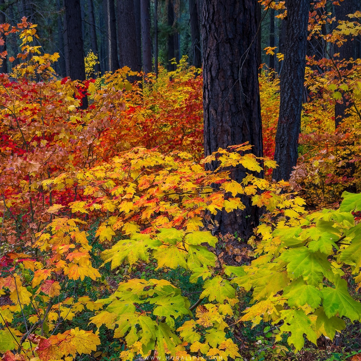 Colorful fall leaves carpet forest floor with golden yellow and orange foliage around dark tree trunks