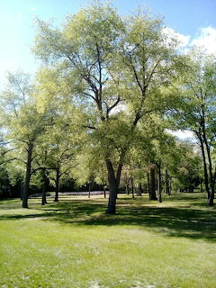 Park Trees in Spring