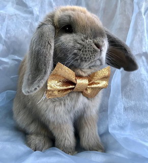 Gray lop-eared rabbit wearing a gold glitter bowtie against a light blue fabric background