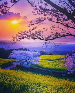 Cherry Blossom Sunset Landscape