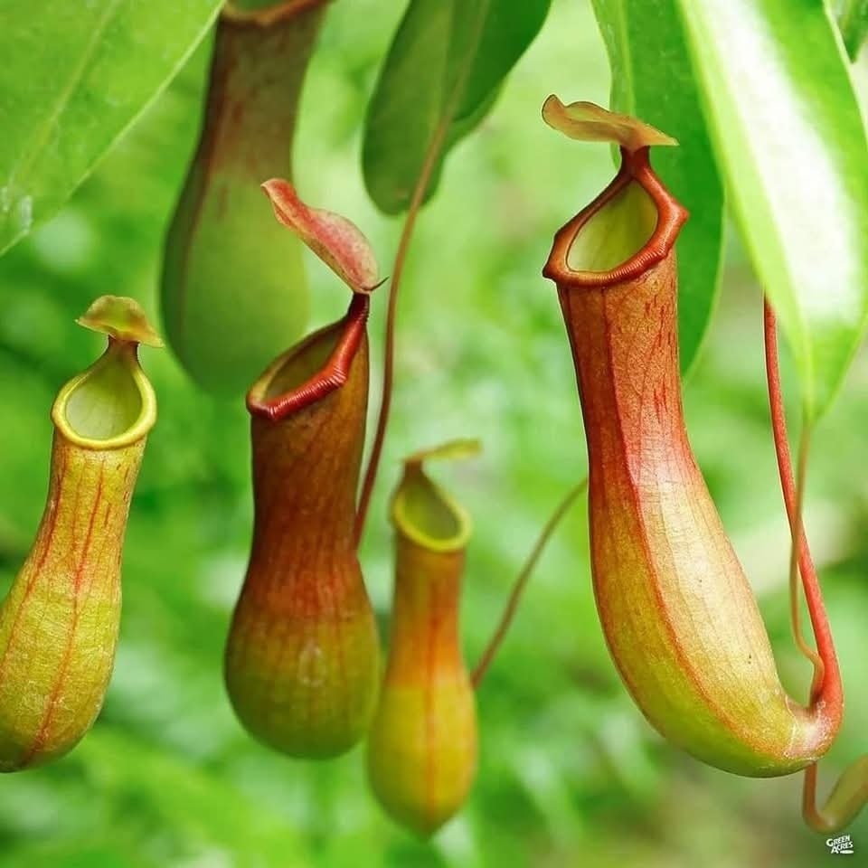 Close-up of hanging pitcher plants with green and red tubular pitchers in lush foliage