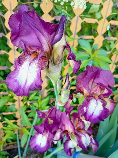 Close-up of purple and white iris flowers blooming in a garden