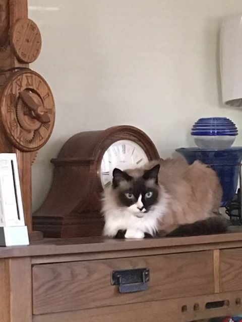 Fluffy Ragdoll cat with blue eyes resting on a wooden dresser next to a mantel clock