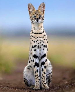 Front-facing serval cat sitting upright on the ground with a blurred background