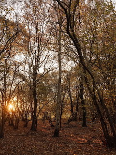 Sun setting through autumn forest trees with fallen leaves on the ground