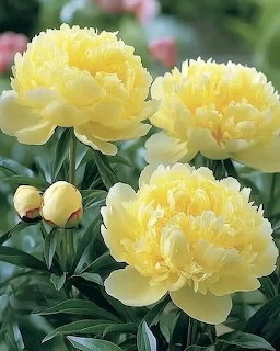 Several large yellow peony flowers bloming among dark green leaves with buds